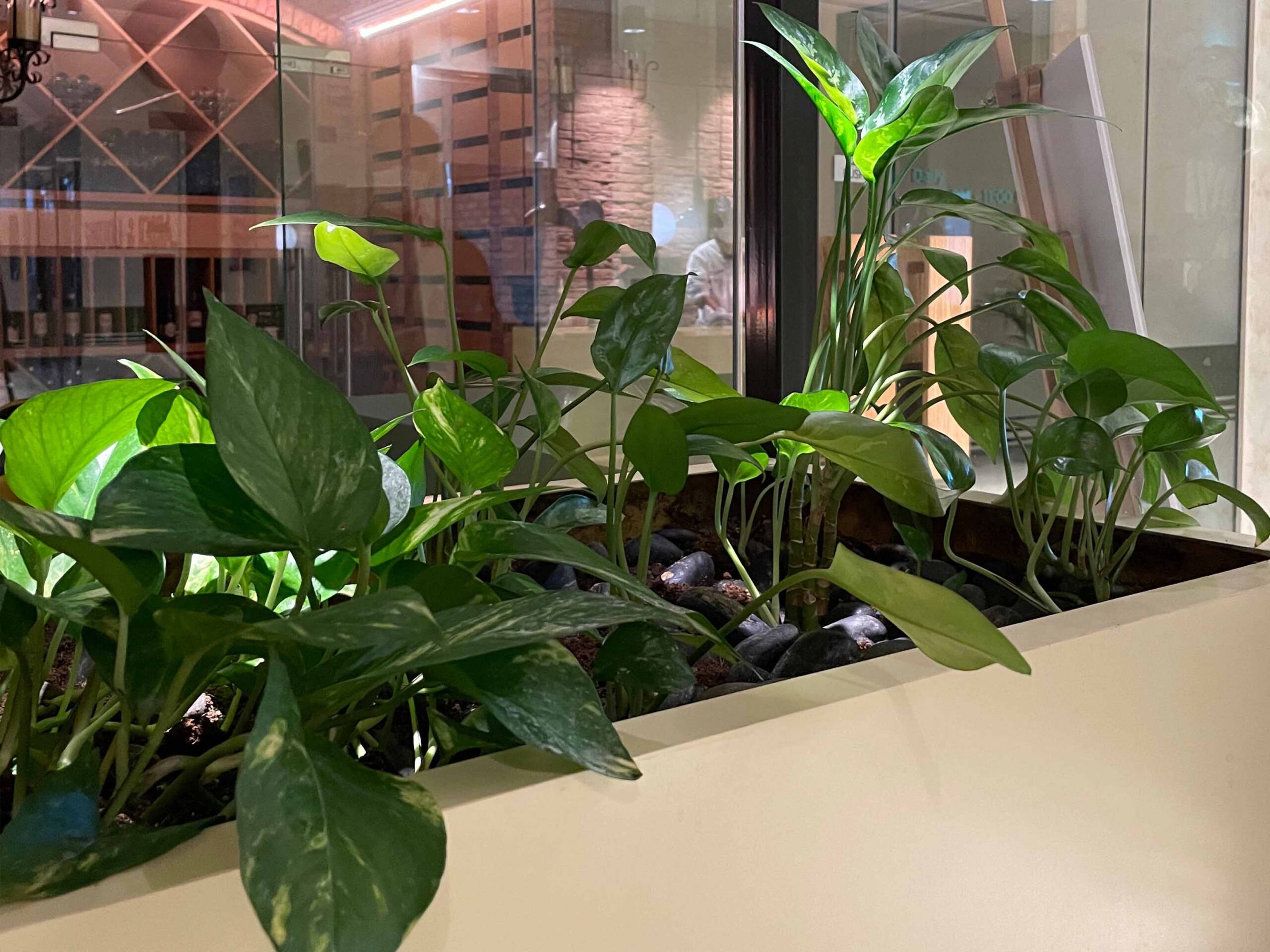 Indoor Plants and Services